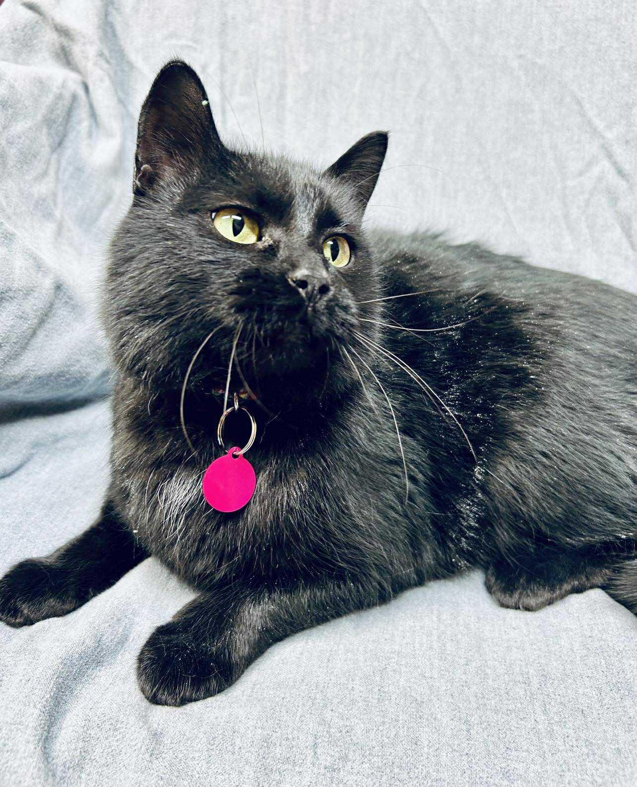 Tove , adoptable, Adult Female Domestic Short Hair.