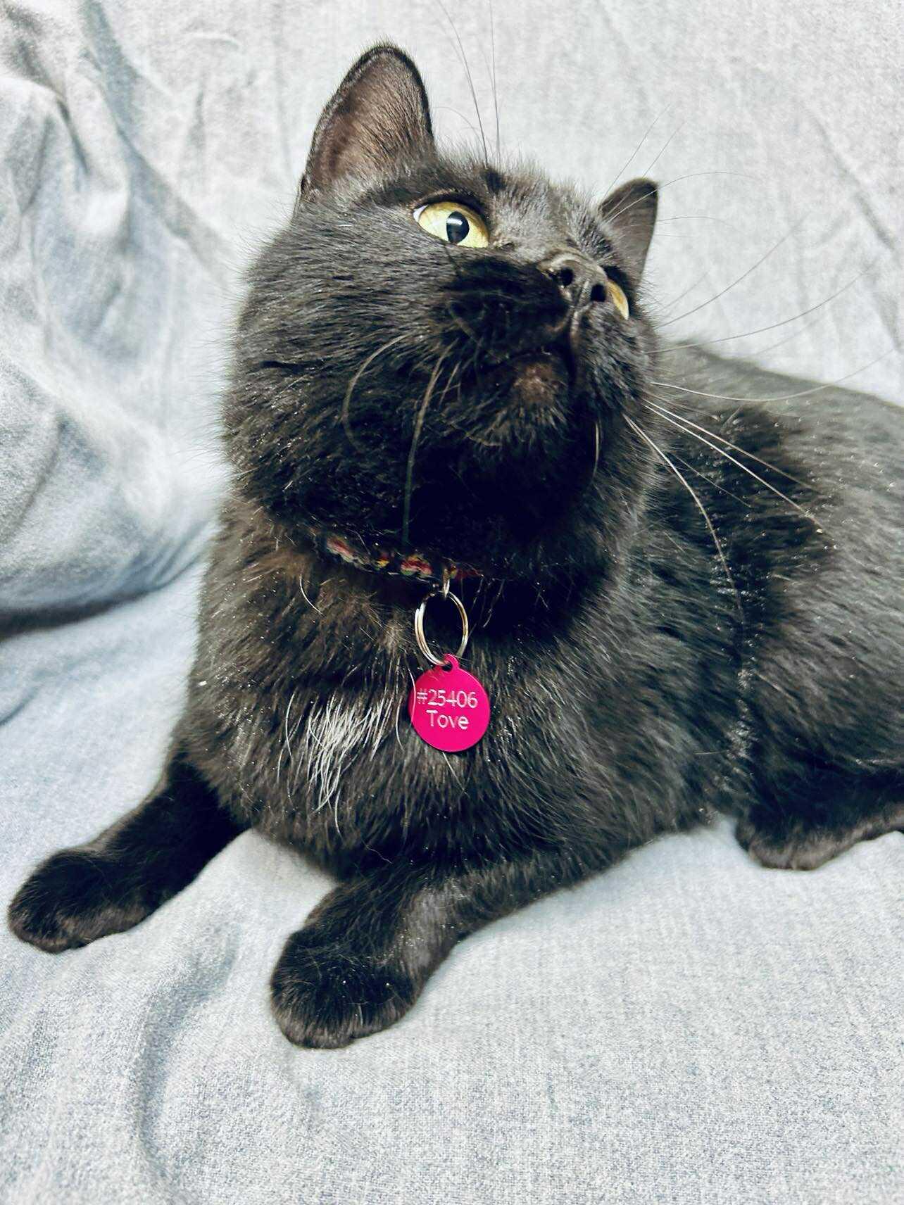 Enlarge Tove , an adoptable Domestic Short Hair in Alexandria, MN image 2/3