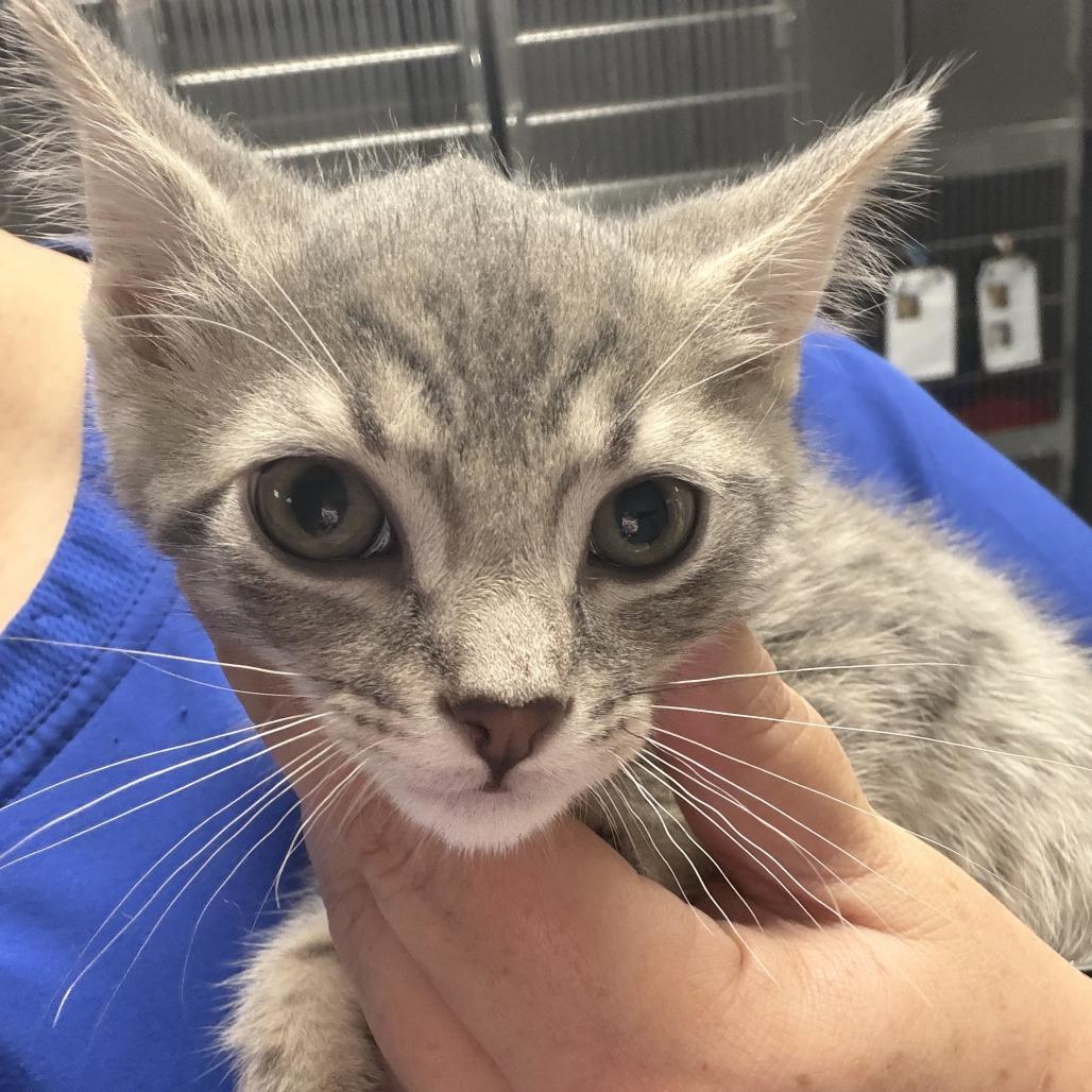 Tito, Adoptable, Kitten Male Domestic Short Hair.