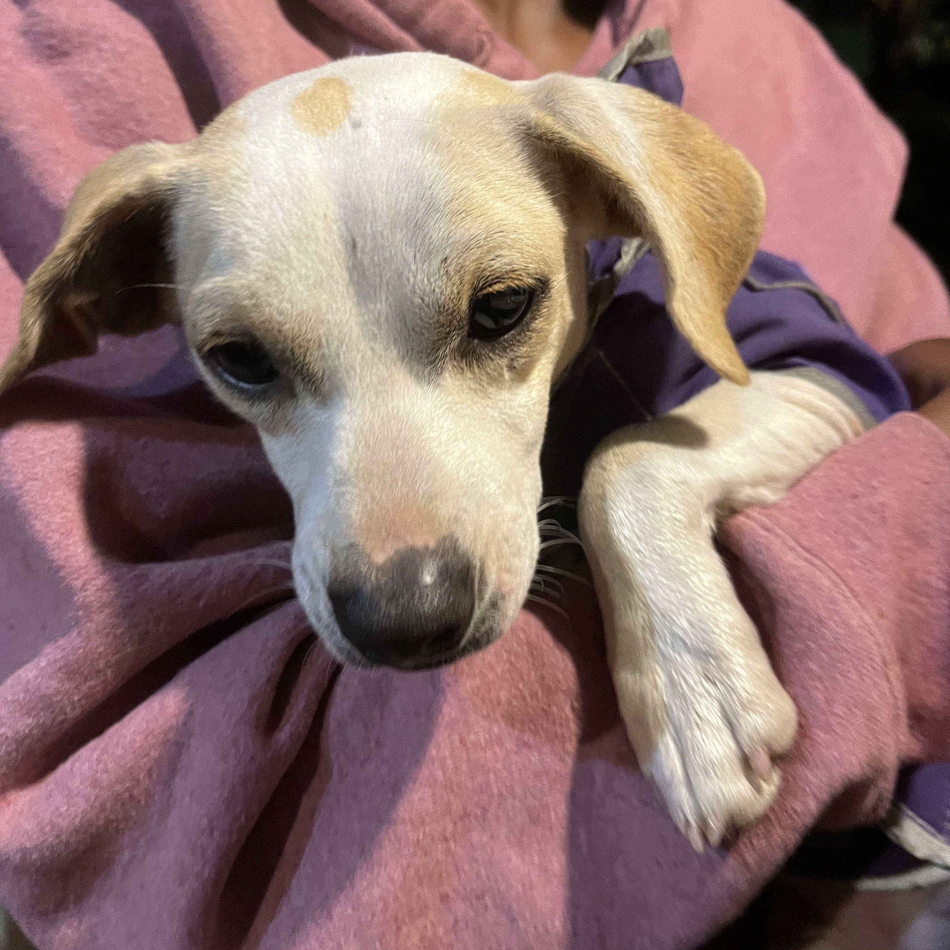 Enlarge Twiggy, a Adopted Mixed Breed in Danville, VT image 5/6