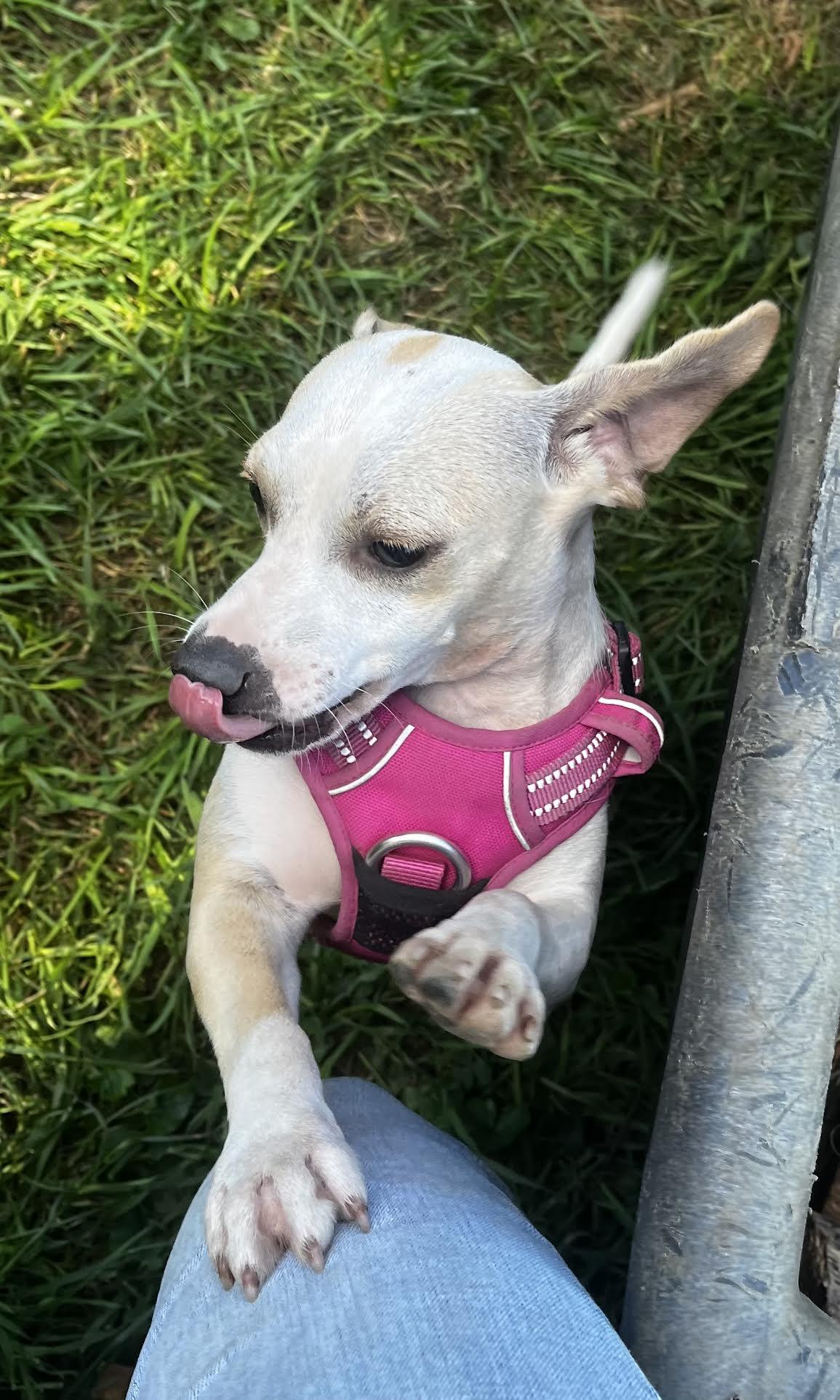 Enlarge Twiggy, a Adopted Mixed Breed in Danville, VT image 3/6