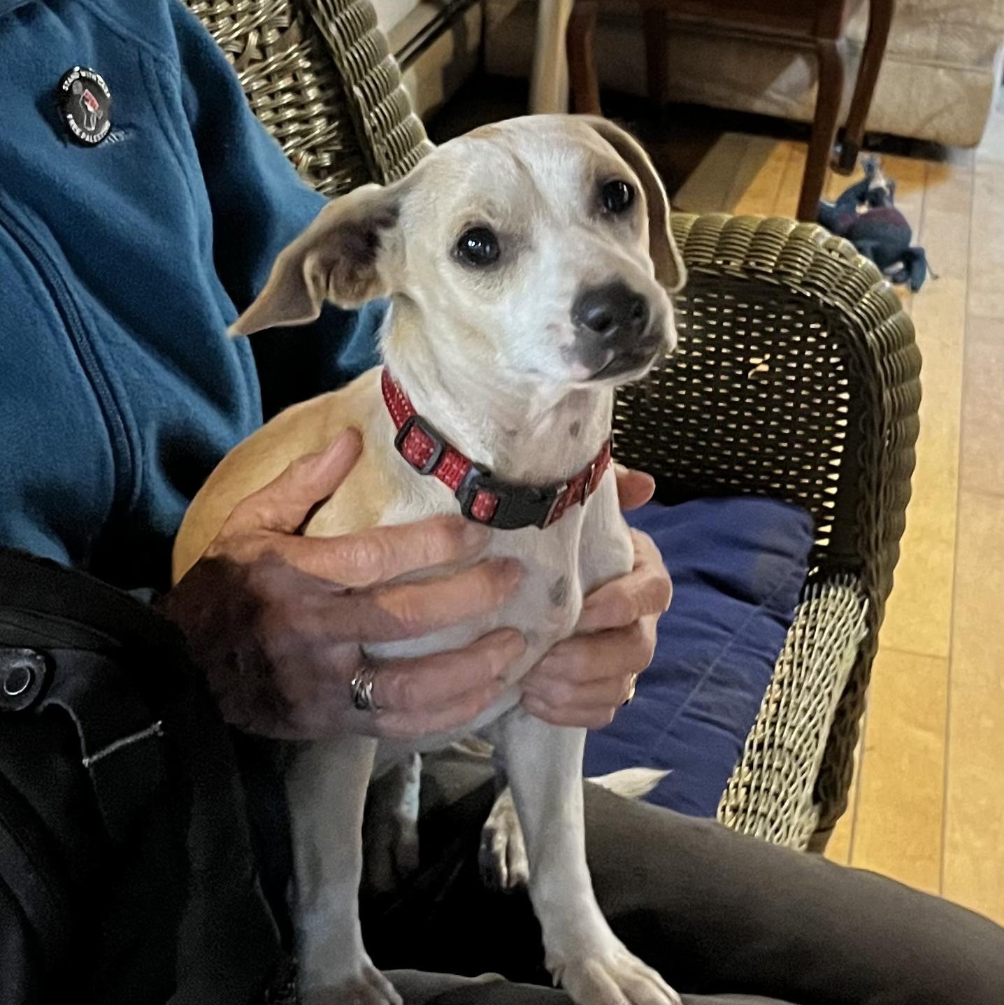 Enlarge Twiggy, a Adopted Mixed Breed in Danville, VT image 1/6