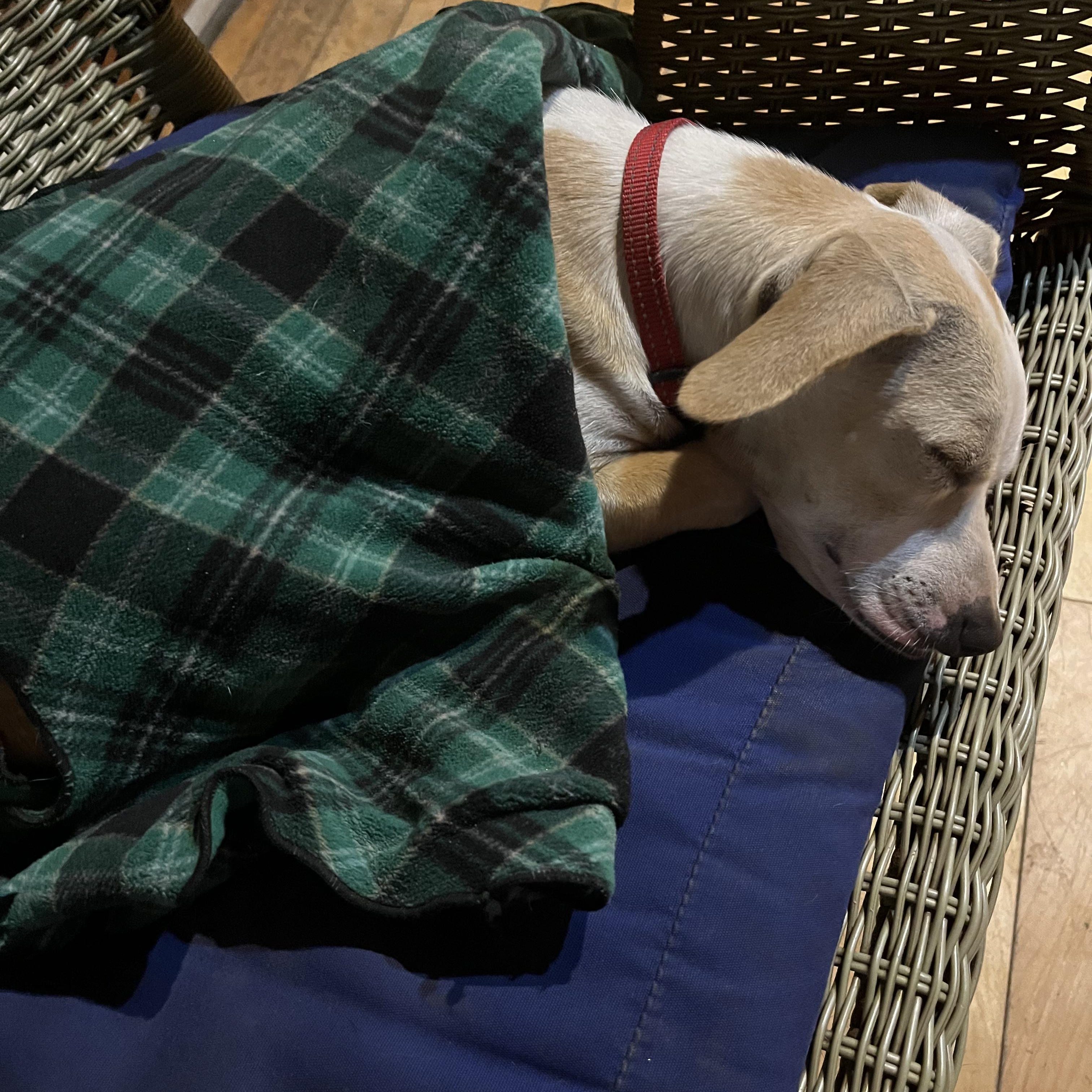 Enlarge Twiggy, a Adopted Mixed Breed in Danville, VT image 6/6