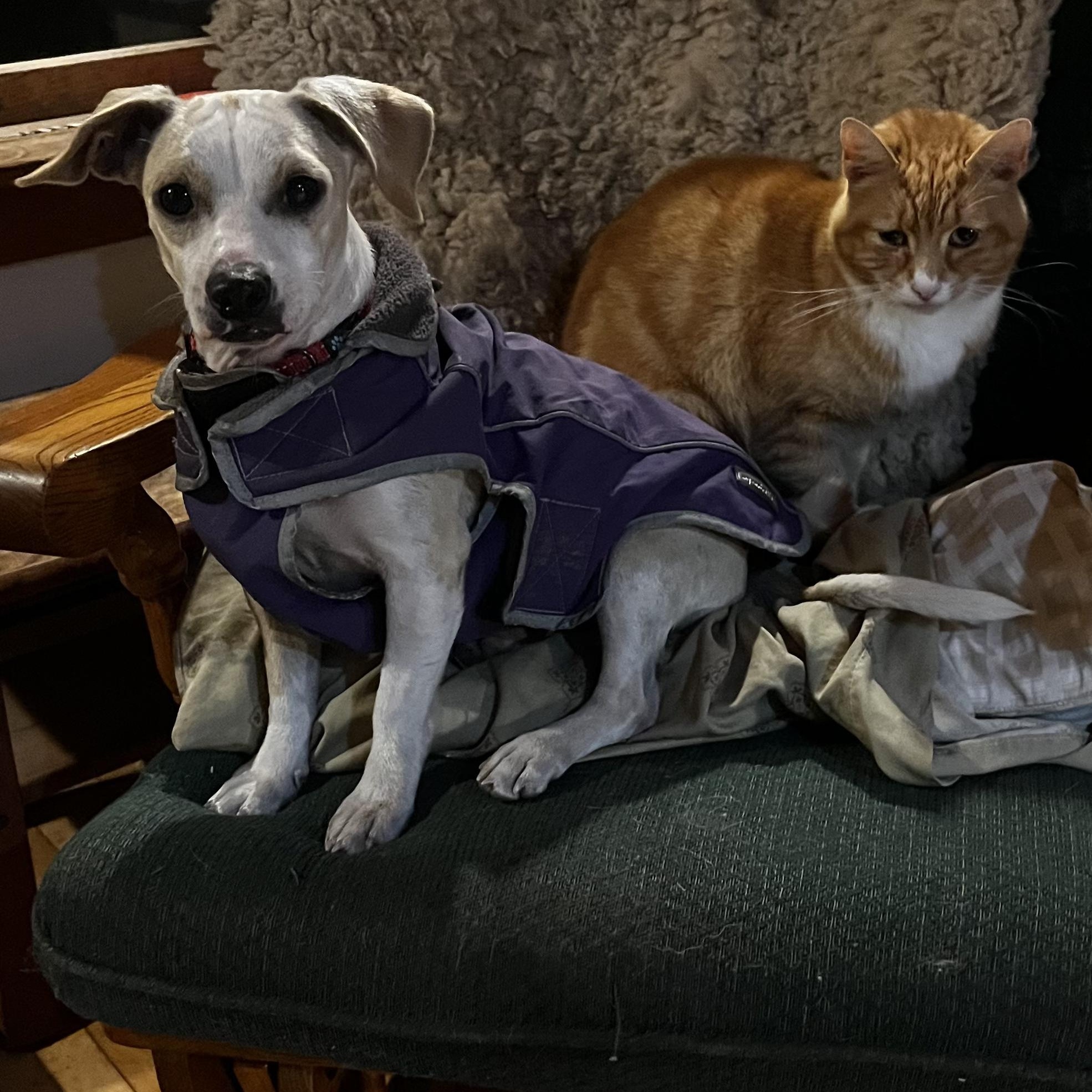 Enlarge Twiggy, a Adopted Mixed Breed in Danville, VT image 4/6