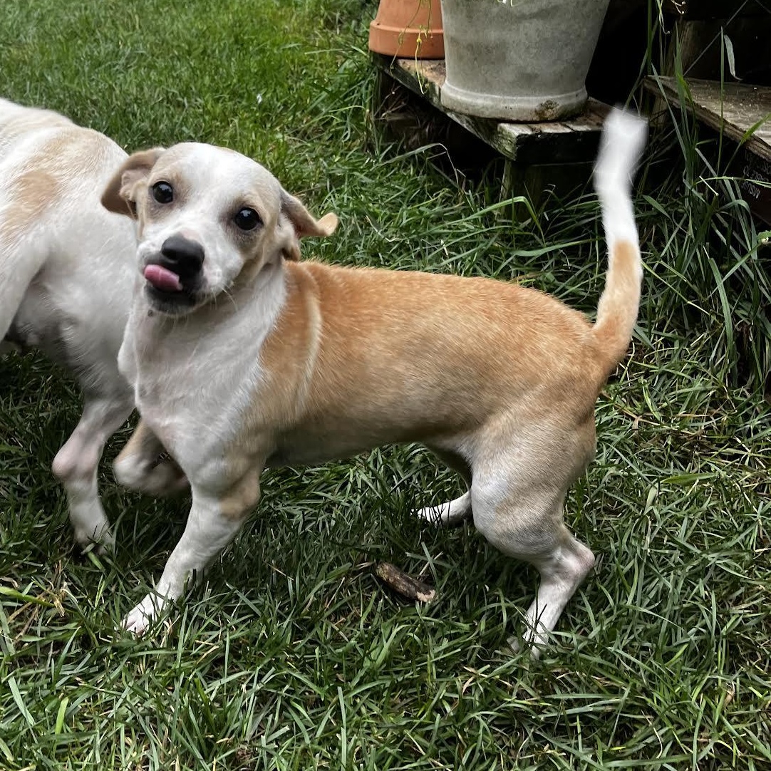 Enlarge Twiggy, a Adopted Mixed Breed in Danville, VT image 2/6
