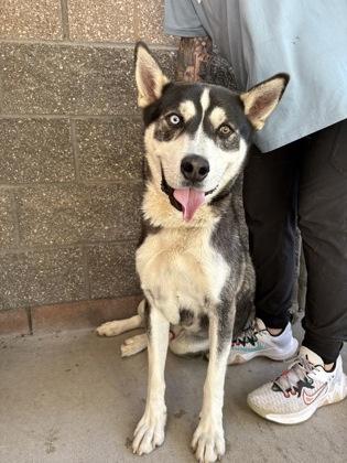 Enlarge Yarick, a Adoptable mixed breed in Redmond, OR image 2/2