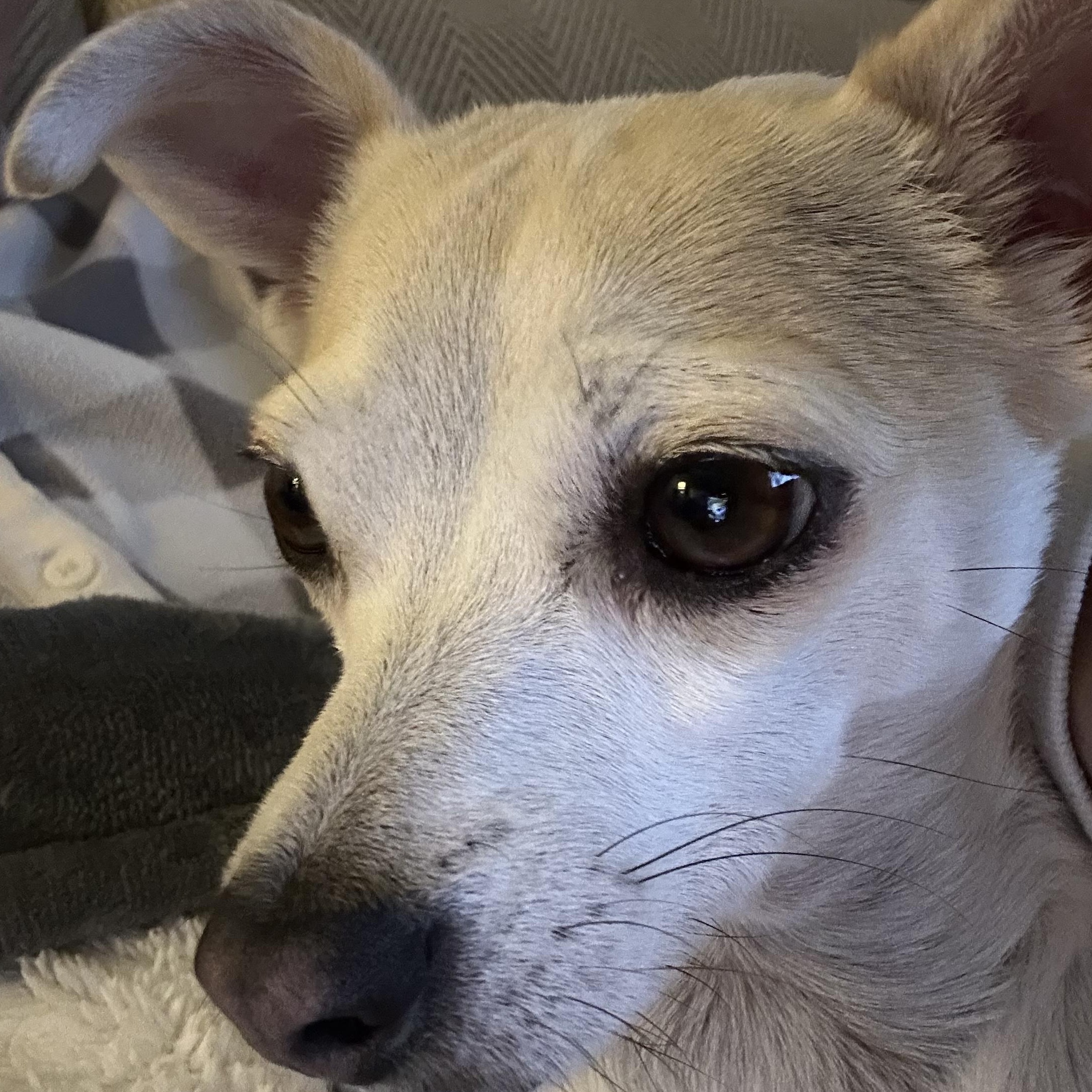 Enlarge Willow, a Adoptable mixed breed in Lansing, MI image 2/3