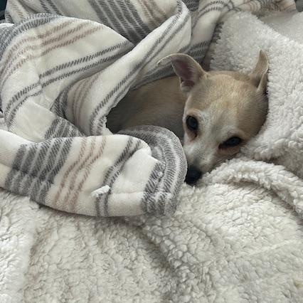 Willow, Adoptable, Adult Female Chihuahua & Italian Greyhound.