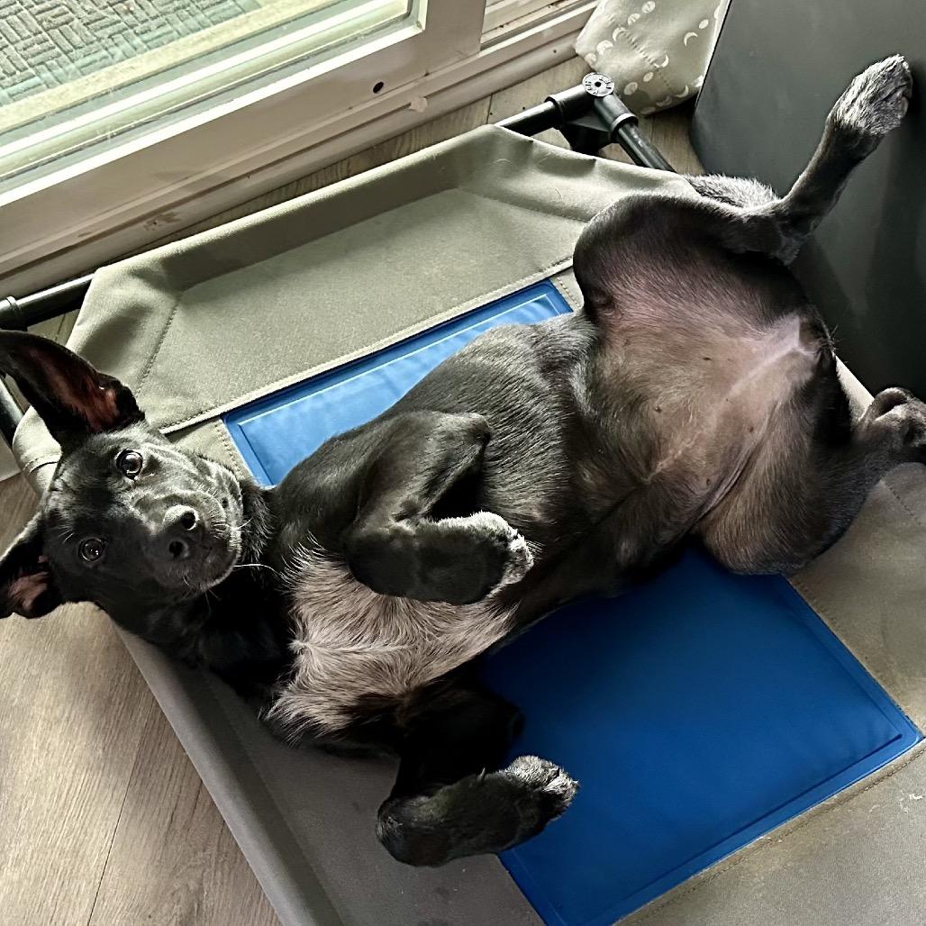 Ember, a Adoptable Mixed Breed in Moab, UT image 1/6