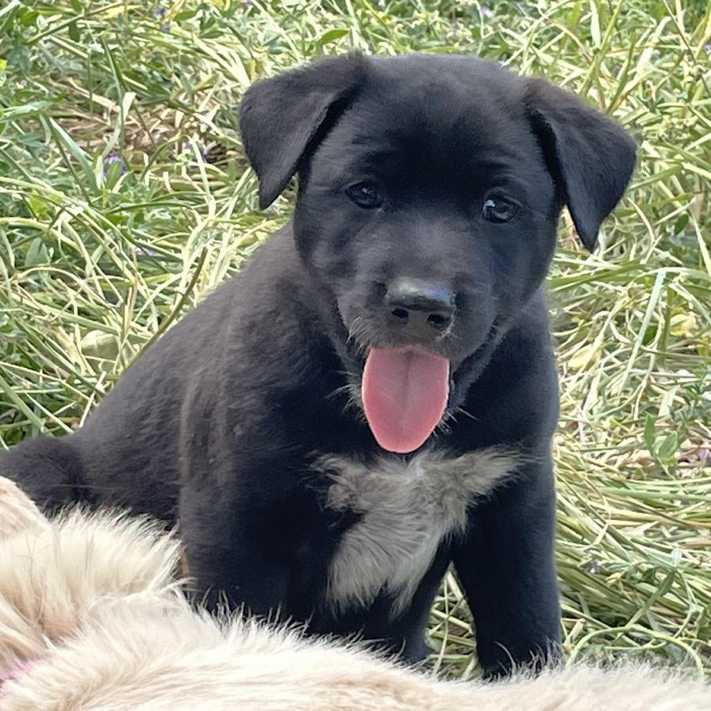 Ember, a Adoptable Mixed Breed in Moab, UT image 2/6