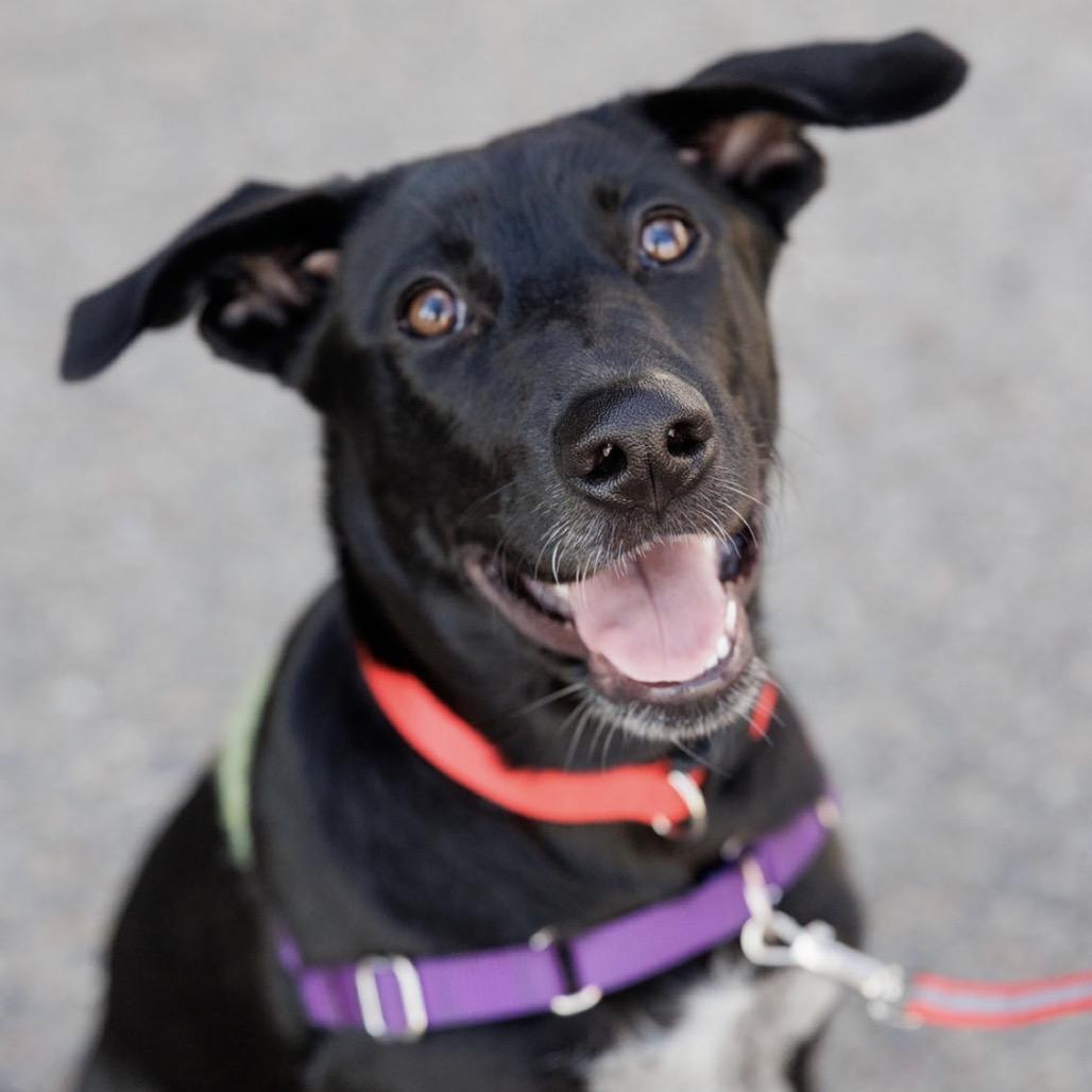 Ember, a Adoptable Mixed Breed in Moab, UT image 4/6