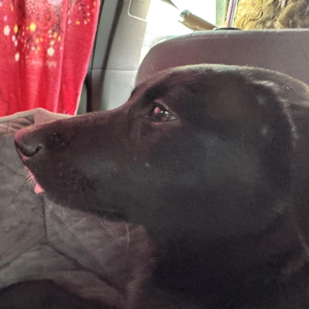 Ember, a Adoptable Mixed Breed in Moab, UT image 5/6