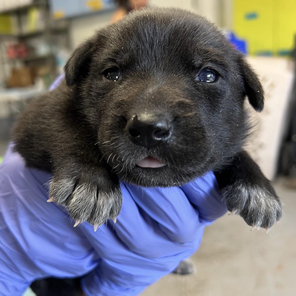 Ember, a Adoptable Mixed Breed in Moab, UT image 3/6