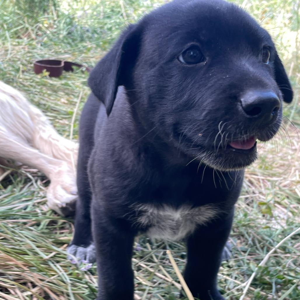 Ember, a Adoptable Mixed Breed in Moab, UT image 6/6