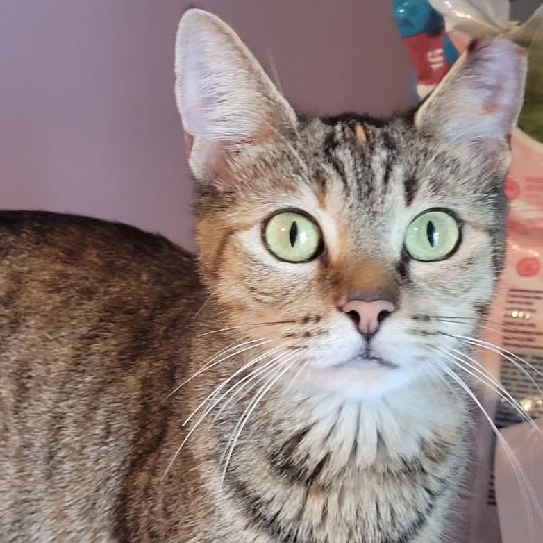 Enlarge Merlot, a Adoptable Domestic Short Hair in Philadelphia, PA image 1/1