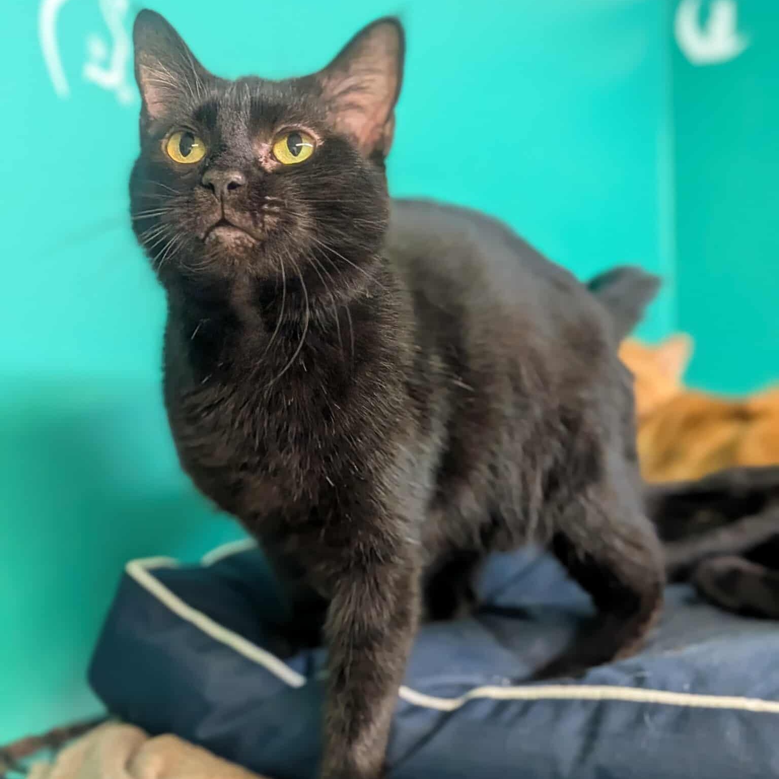 Enlarge Alyse, a Adoptable Domestic Short Hair in Concord, NC image 1/3