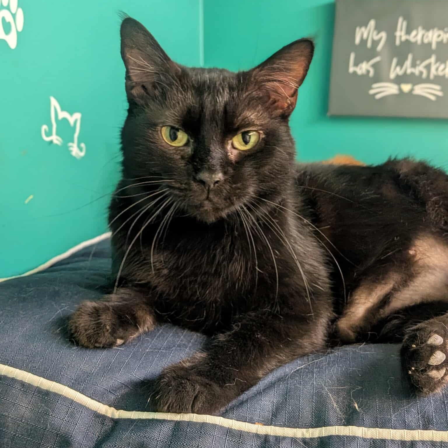 Enlarge Alyse, a Adoptable Domestic Short Hair in Concord, NC image 2/3