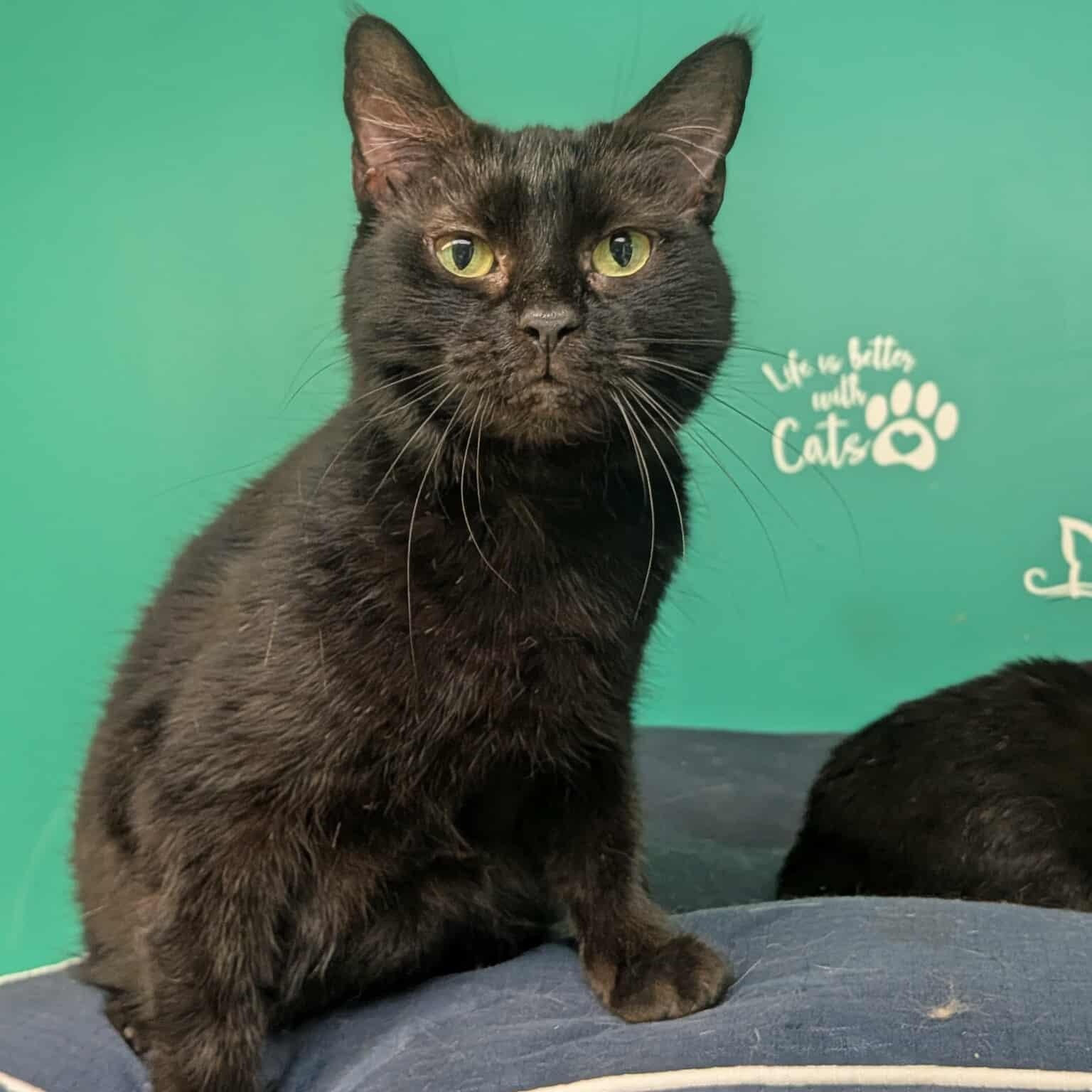 Enlarge Alyse, a Adoptable Domestic Short Hair in Concord, NC image 3/3