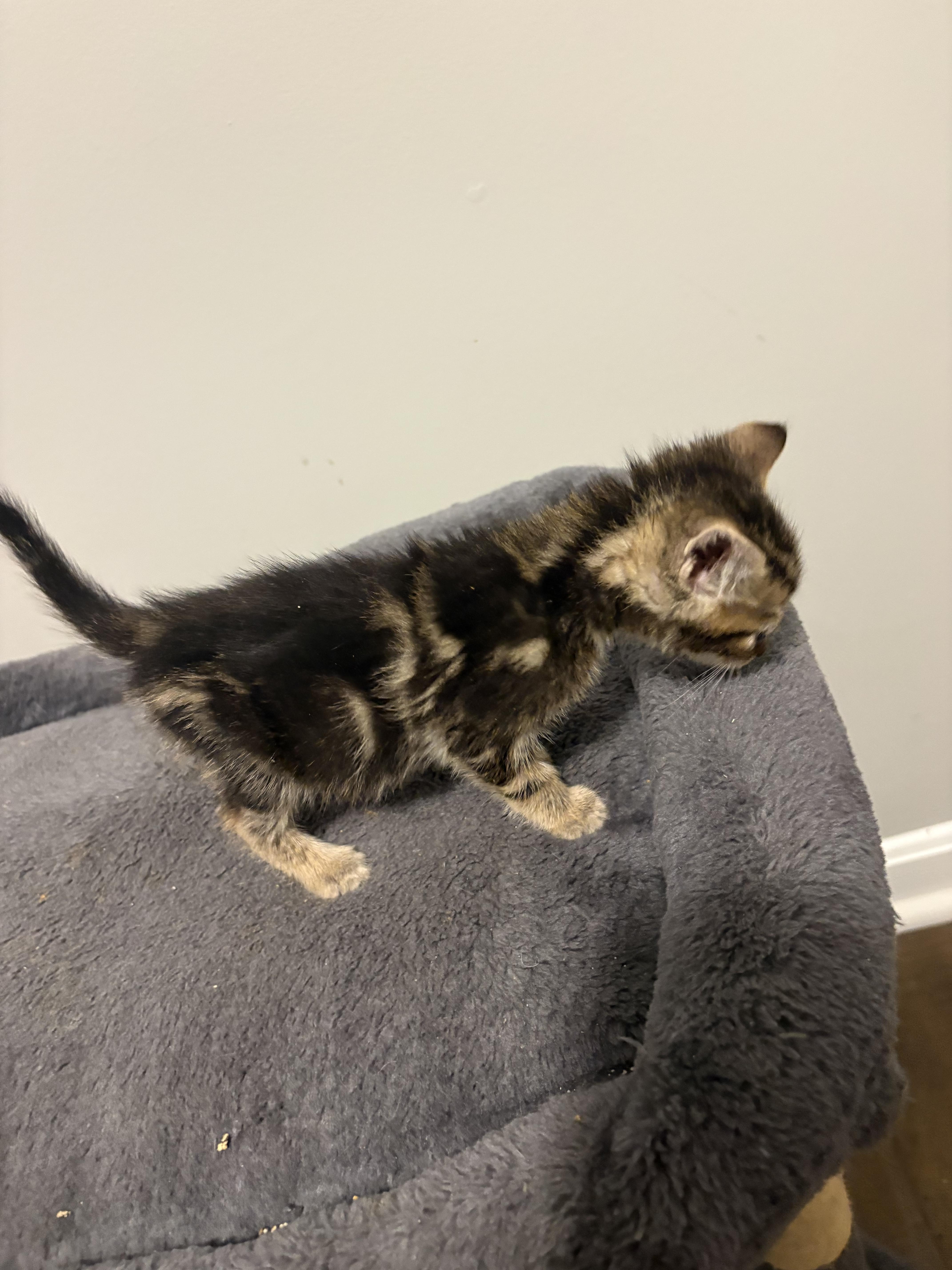 Enlarge Bolt, a Adoptable Domestic Short Hair in Bethel, OH image 4/4