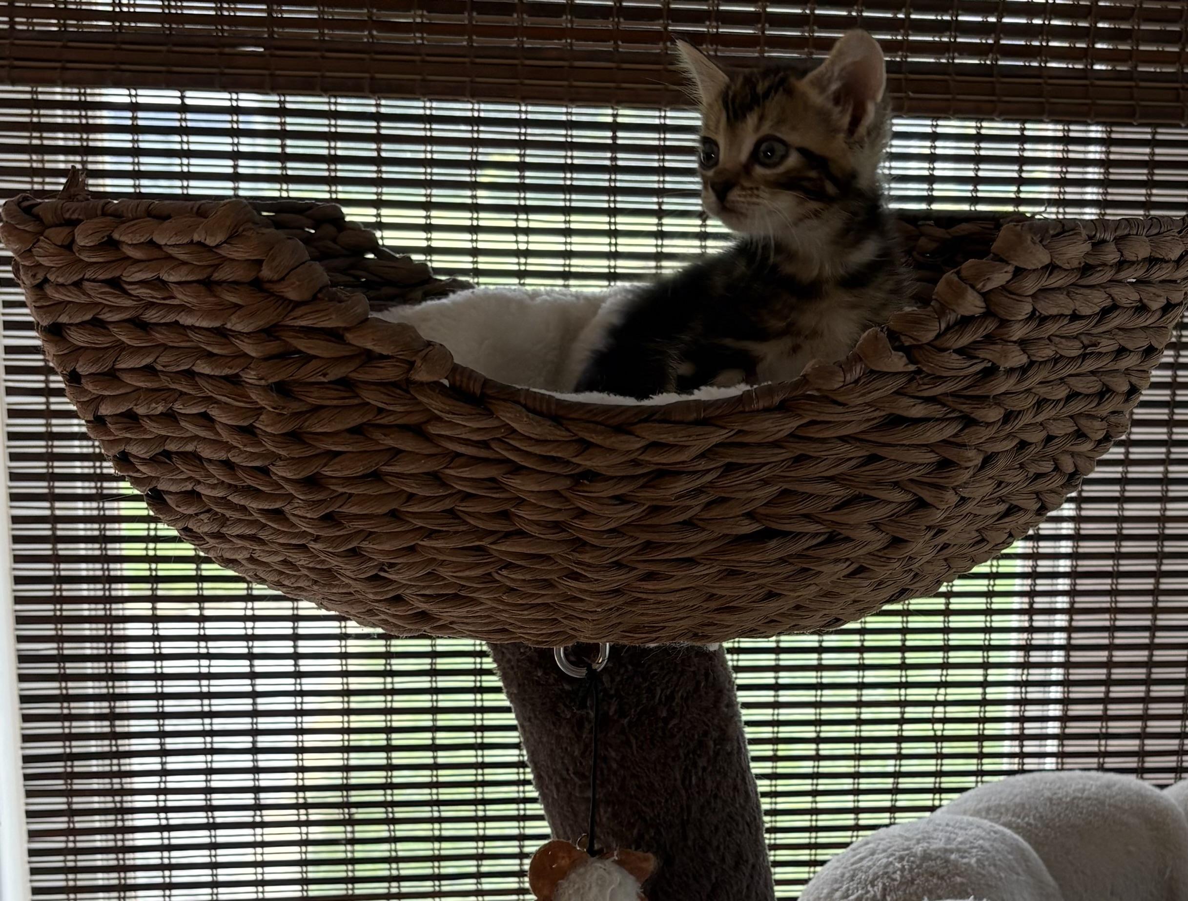 Enlarge Bolt, a Adoptable Domestic Short Hair in Bethel, OH image 3/4