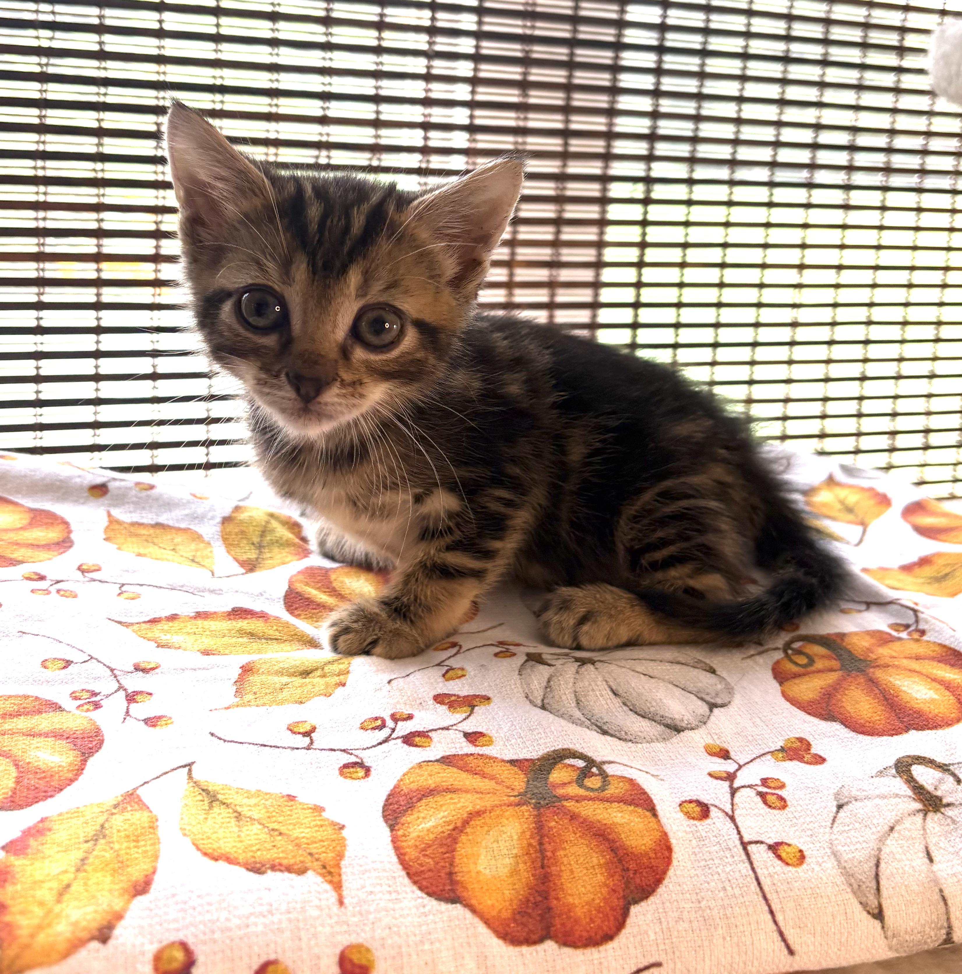 Enlarge Bolt, a Adoptable Domestic Short Hair in Bethel, OH image 2/4