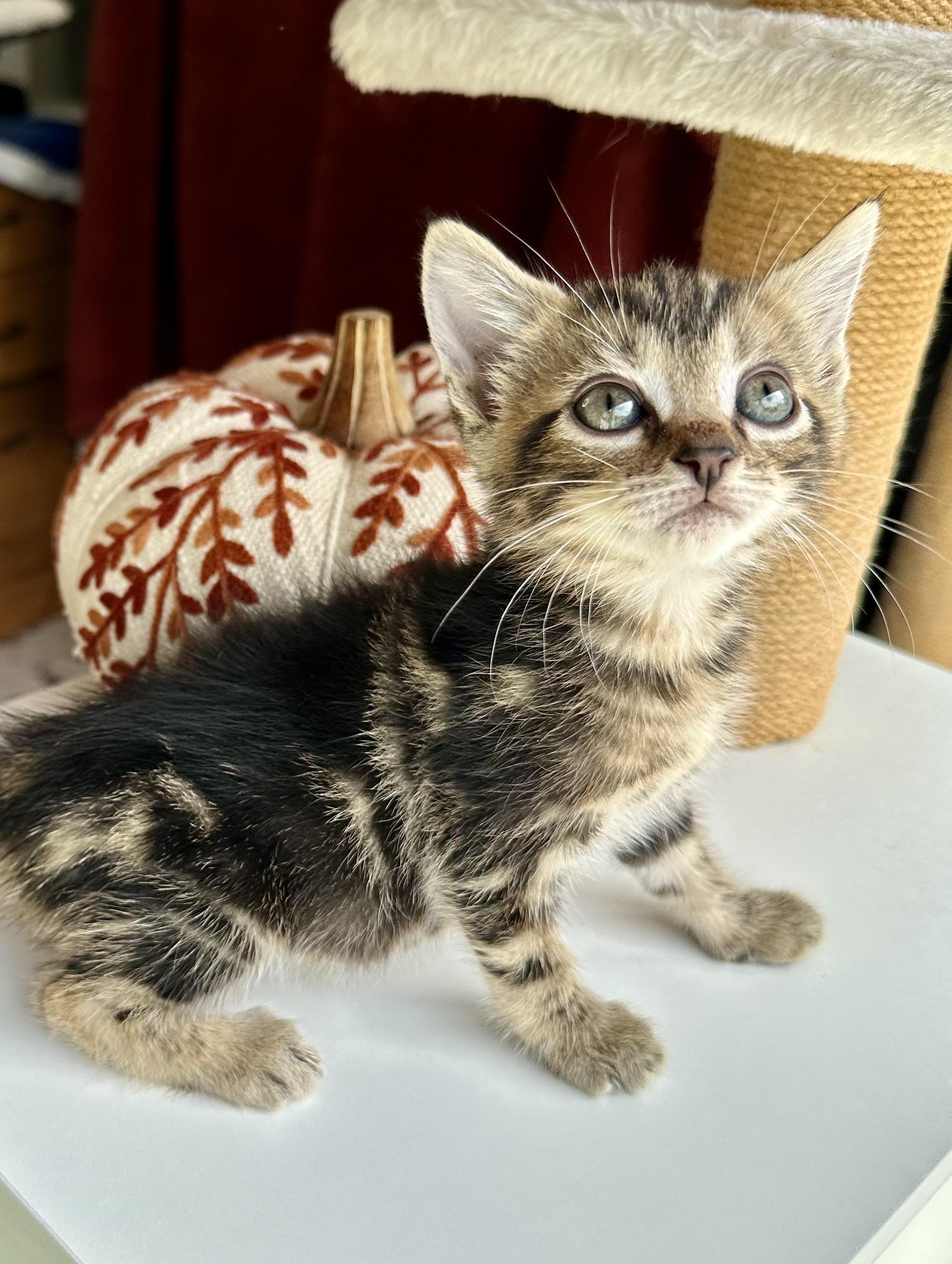 Enlarge Bolt, a Adoptable Domestic Short Hair in Bethel, OH image 1/4