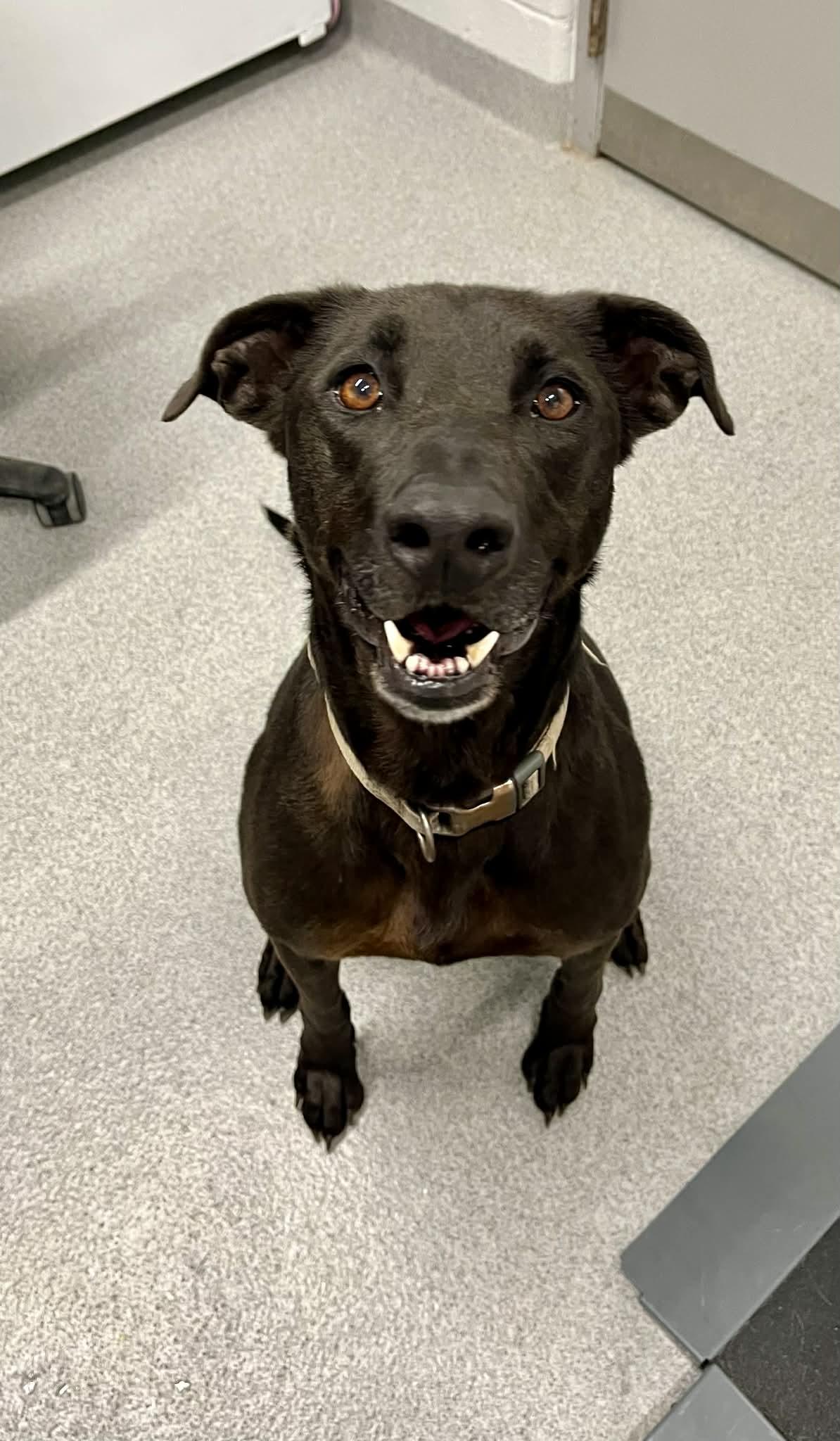 Enlarge Petal , a ADOPTABLE Mixed Breed in Moundsville, WV image 1/1