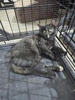 Yoda, a ADOPTABLE Domestic Short Hair in Steamboat Springs, CO image 3/3