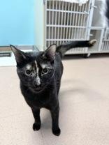 Yoda, a ADOPTABLE Domestic Short Hair in Steamboat Springs, CO image 2/3