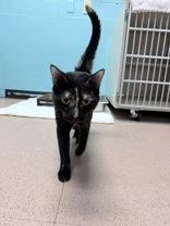 Yoda, a ADOPTABLE Domestic Short Hair in Steamboat Springs, CO image 1/3