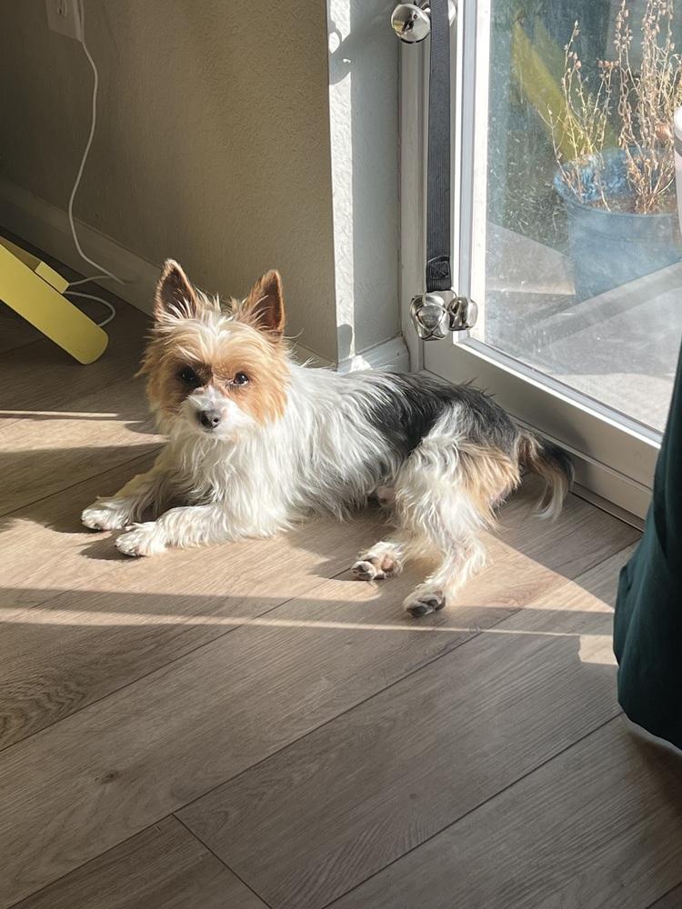 Wally, Adoptable, Adult Male Yorkshire Terrier.