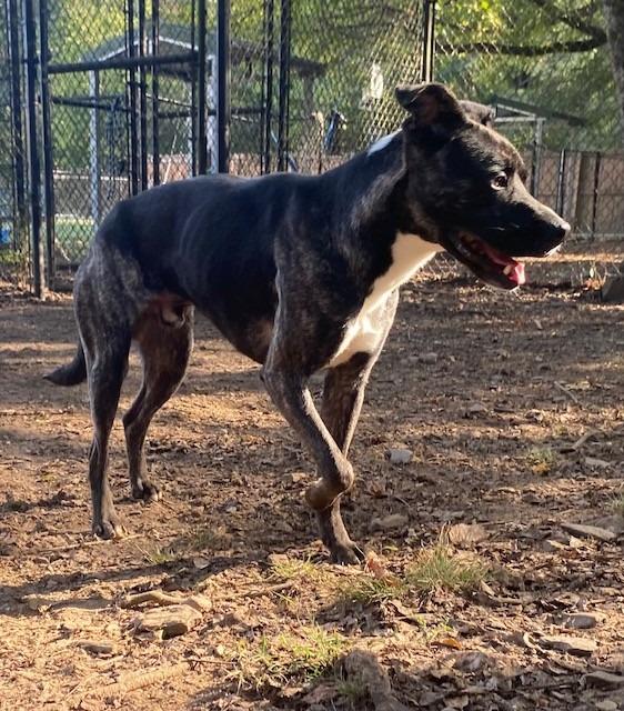 Han Solo, a Adoptable Labrador Retriever image 1/3