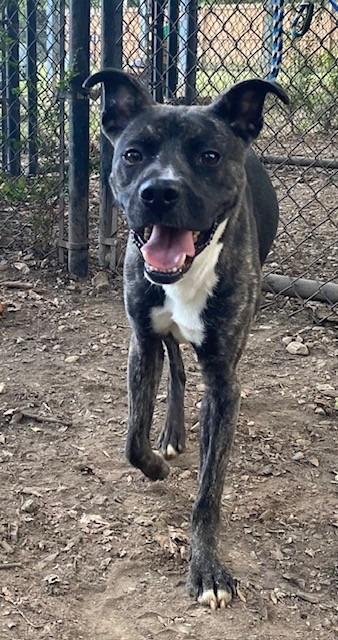 Enlarge Han Solo, a Adoptable Labrador Retriever in Little Rock, AR image 2/3