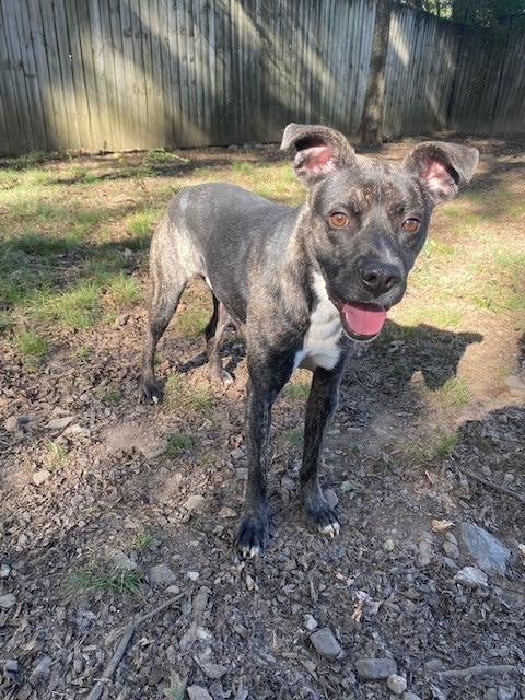 Enlarge Han Solo, a Adoptable Labrador Retriever in Little Rock, AR image 3/3