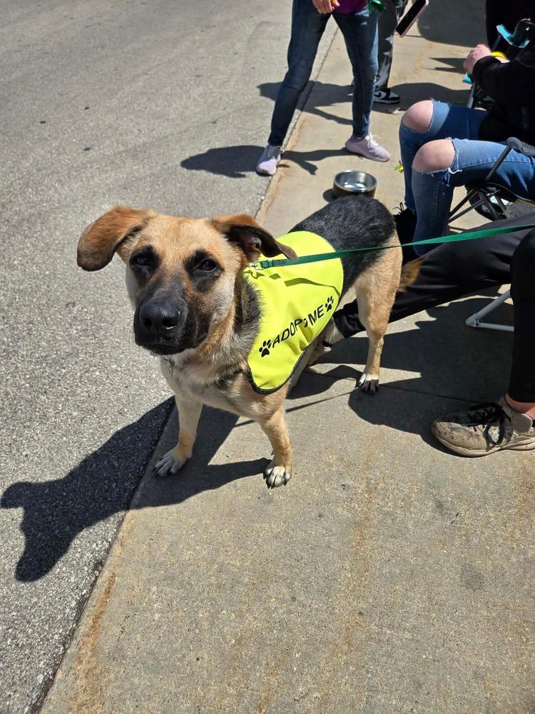 Ginny, a Adoptable mixed breed in Union Grove, WI image 1/6
