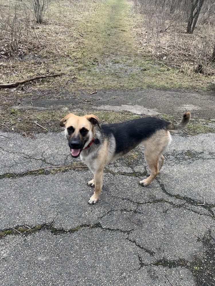 Ginny, a Adoptable mixed breed in Union Grove, WI image 2/6