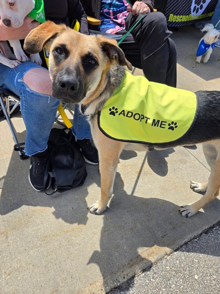 Ginny, a Adoptable mixed breed in Union Grove, WI image 3/6