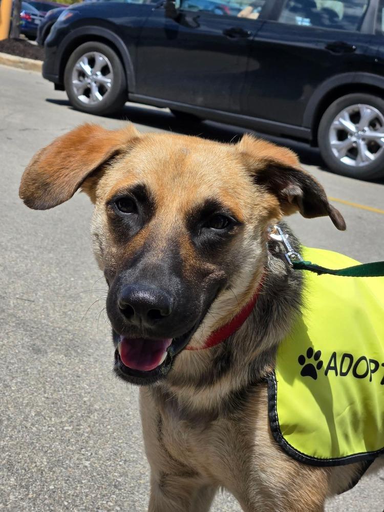 Ginny, a Adoptable mixed breed in Union Grove, WI image 4/6