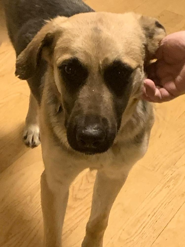 Enlarge Ginny, a Adoptable mixed breed in Union Grove, WI image 1/5