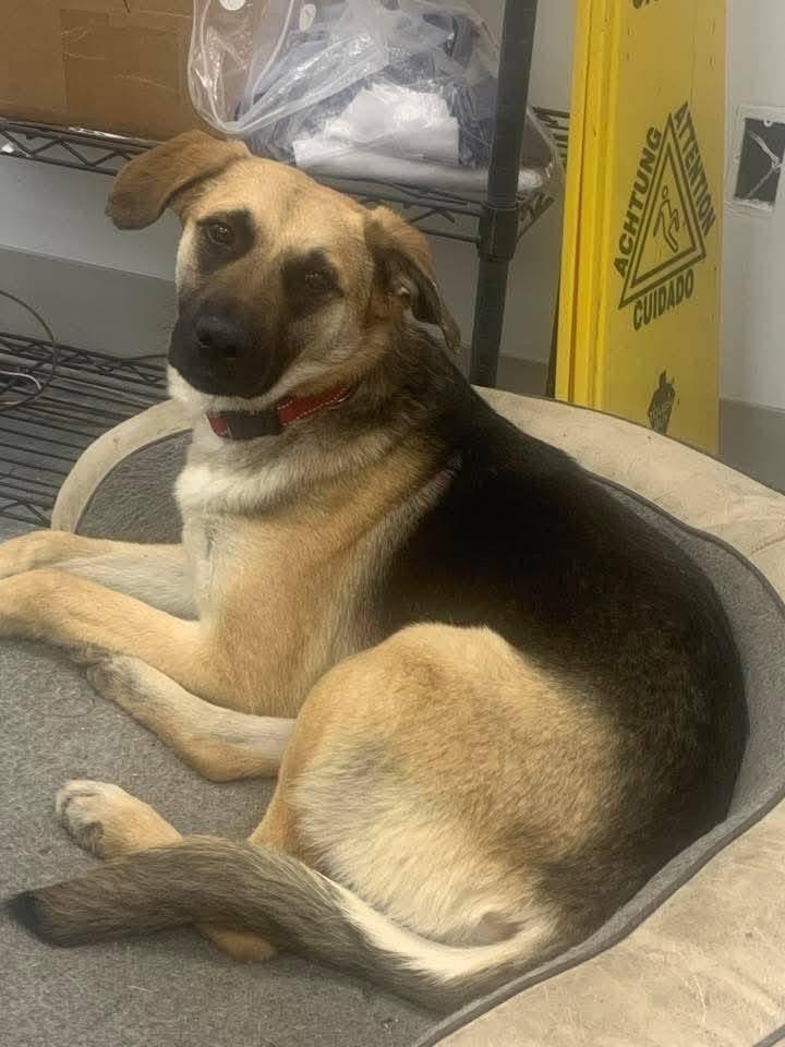 Enlarge Ginny, a Adoptable mixed breed in Union Grove, WI image 2/5