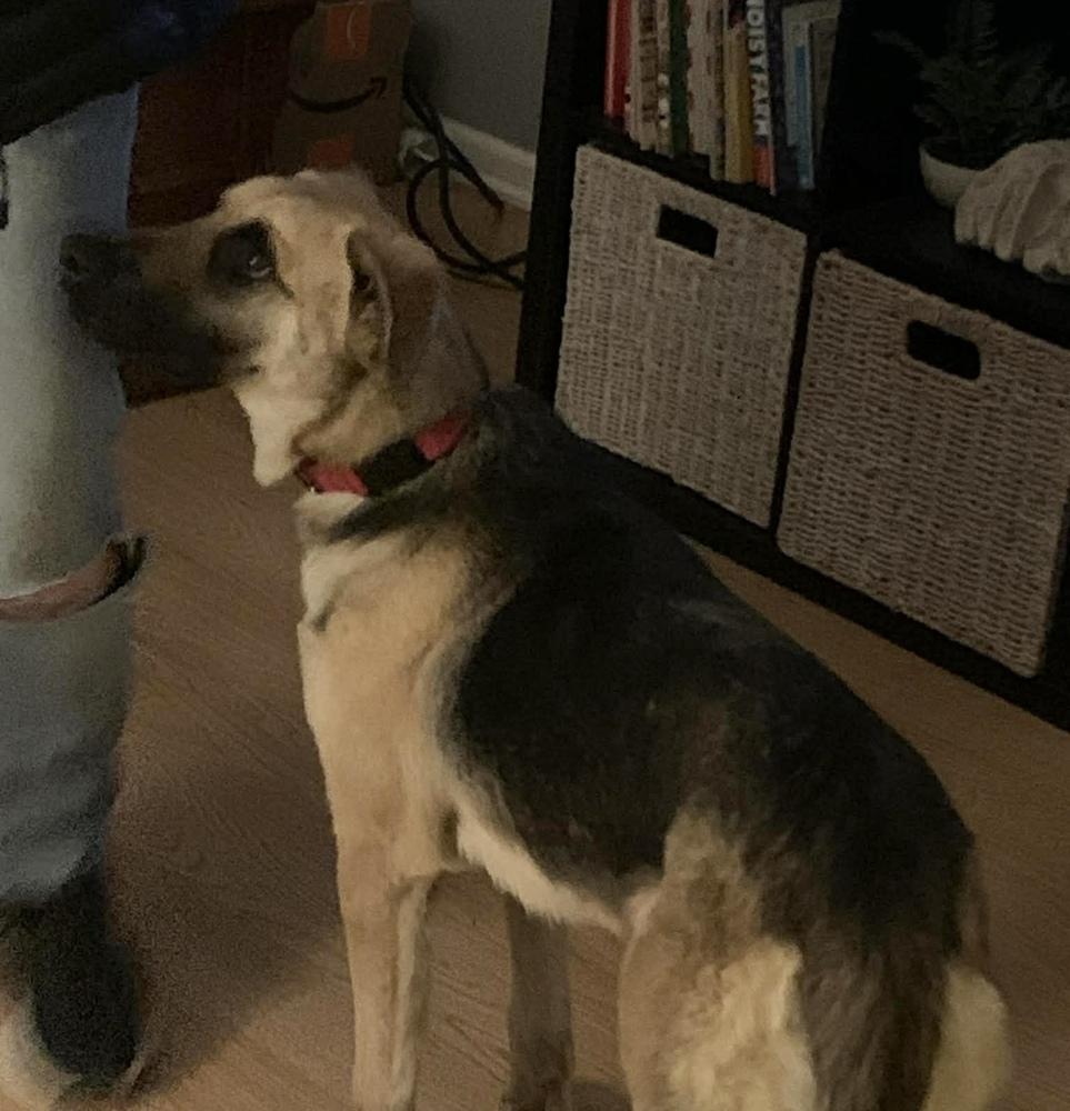 Enlarge Ginny, a Adoptable mixed breed in Union Grove, WI image 3/5