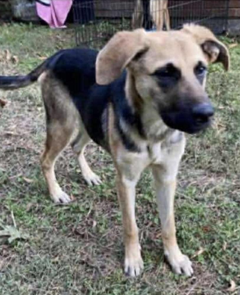 Enlarge Ginny, a Adoptable mixed breed in Union Grove, WI image 5/6