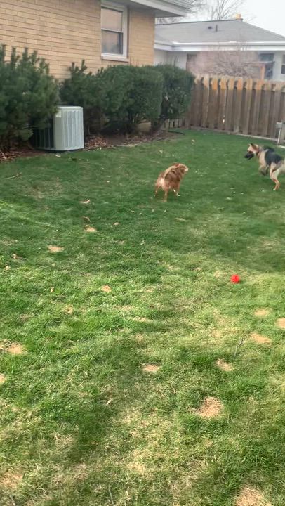 Enlarge Ginny, a Adoptable mixed breed in Union Grove, WI video 6/6