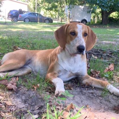 Enlarge Cheyenne, a Adoptable mixed breed in Tyler, TX image 1/1