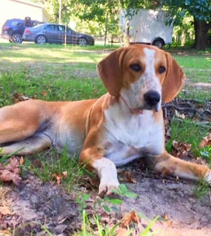 Cheyenne, Adoptable, Adult Female Hound & Mixed Breed.
