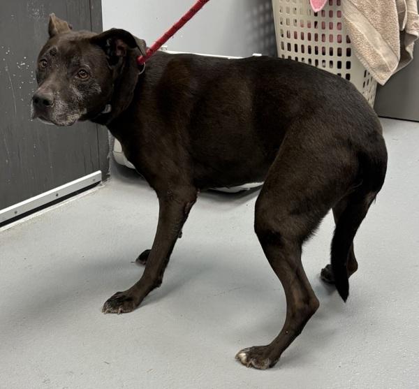 Pen 158 Buddy, a Adoptable mixed breed in Lawrenceville, GA image 2/4