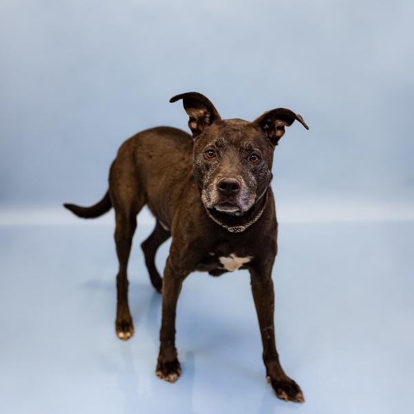 Pen 158 Buddy, a Adoptable mixed breed in Lawrenceville, GA image 3/4