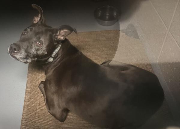 Pen 158 Buddy, a Adoptable mixed breed in Lawrenceville, GA image 4/4