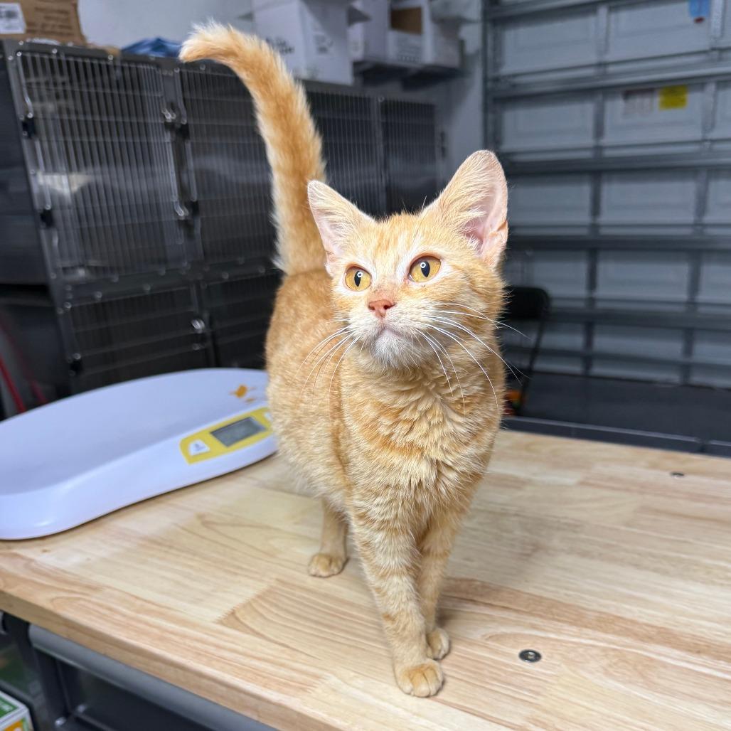 Enlarge Mango, a ADOPTABLE Domestic Short Hair in Parkland, FL image 3/5