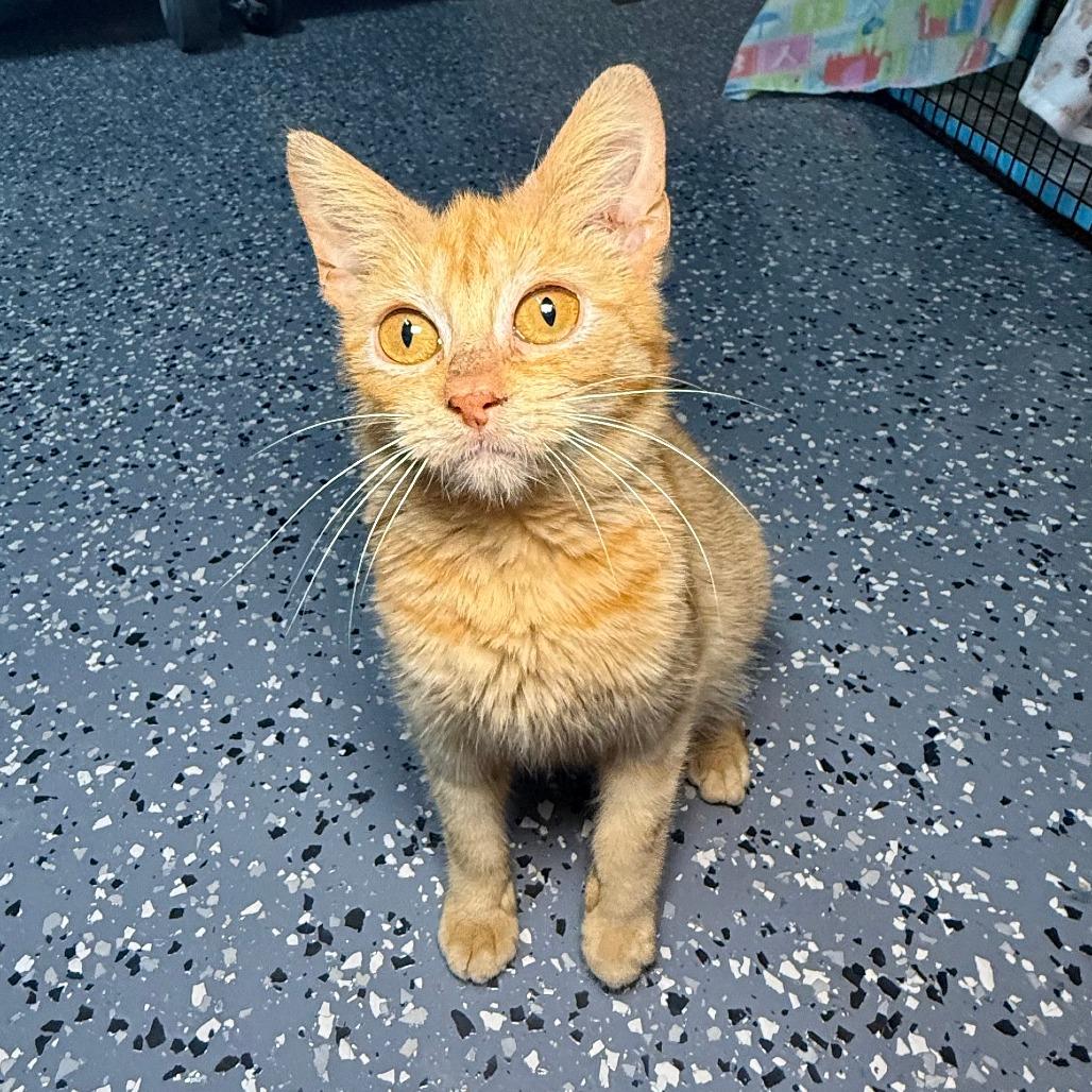 Enlarge Mango, a ADOPTABLE Domestic Short Hair in Parkland, FL image 4/5